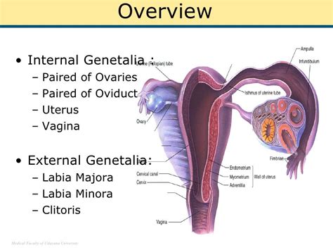 Genital (Female)